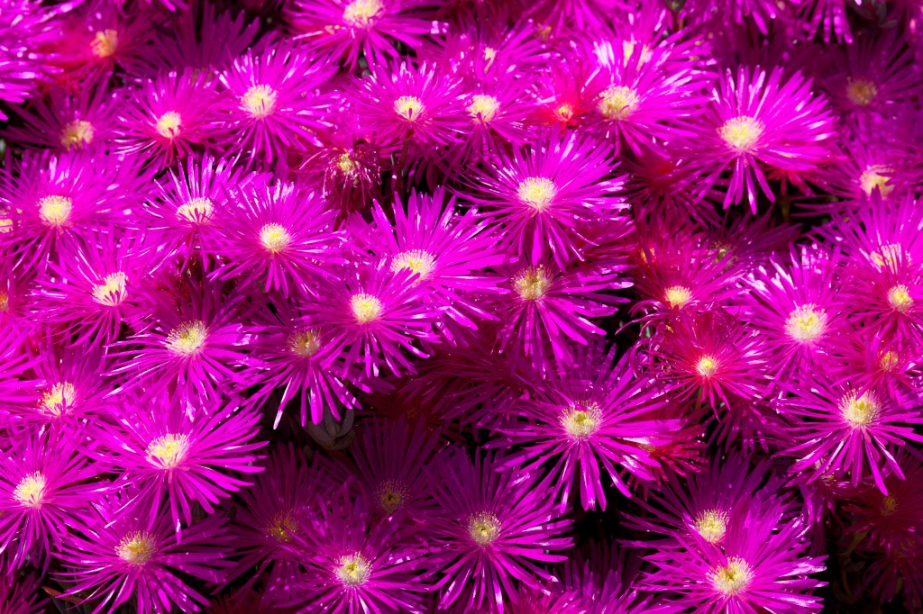 purple_flower_background_197366 | Hands of Destiny